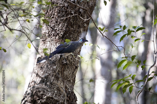 Crested coua, Coua cristata, is beautifully colored bird, reserve Tsingy Ankarana, Madagascar photo