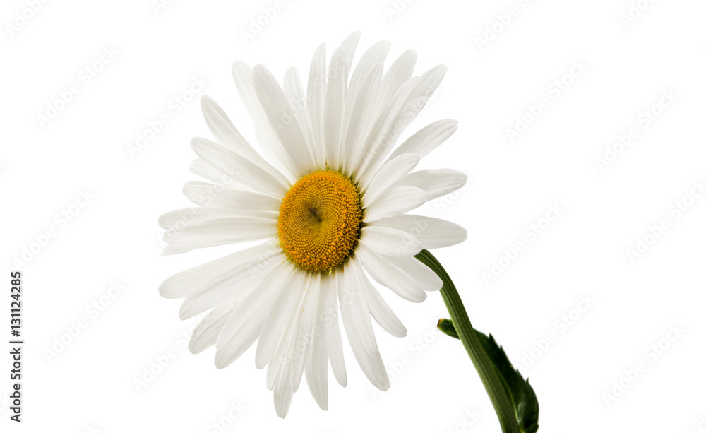 Chamomile flower.