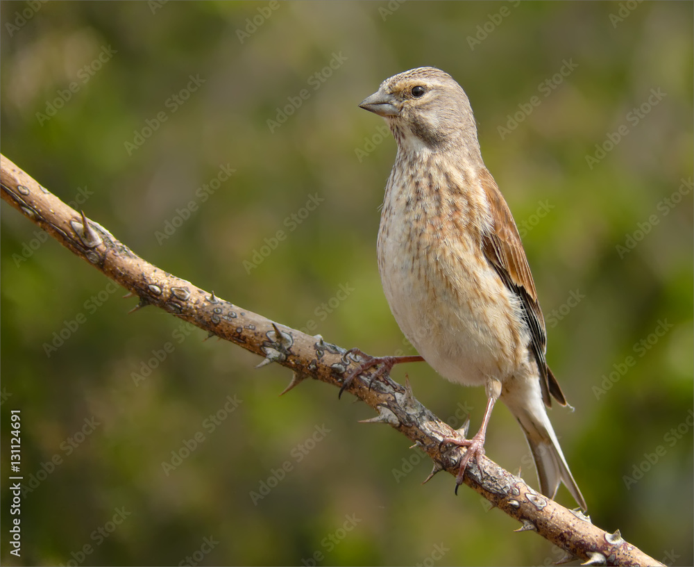 Fototapeta premium Common linnet posing on a spiny branch