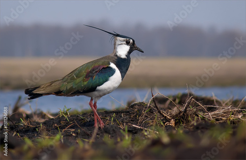 Schilderij op canvas Northern lapwing standing near a pond in fields