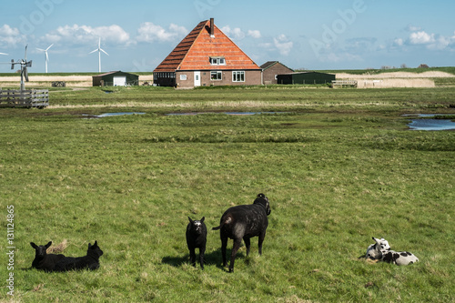 Lamming season in The Netherlands