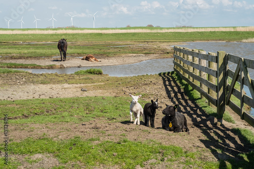 Black and white lambs, a black sheep and two horses, one sleepin