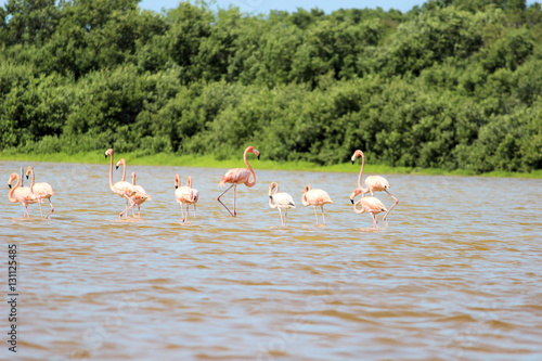 Flamingos in Celestun, Mexiko