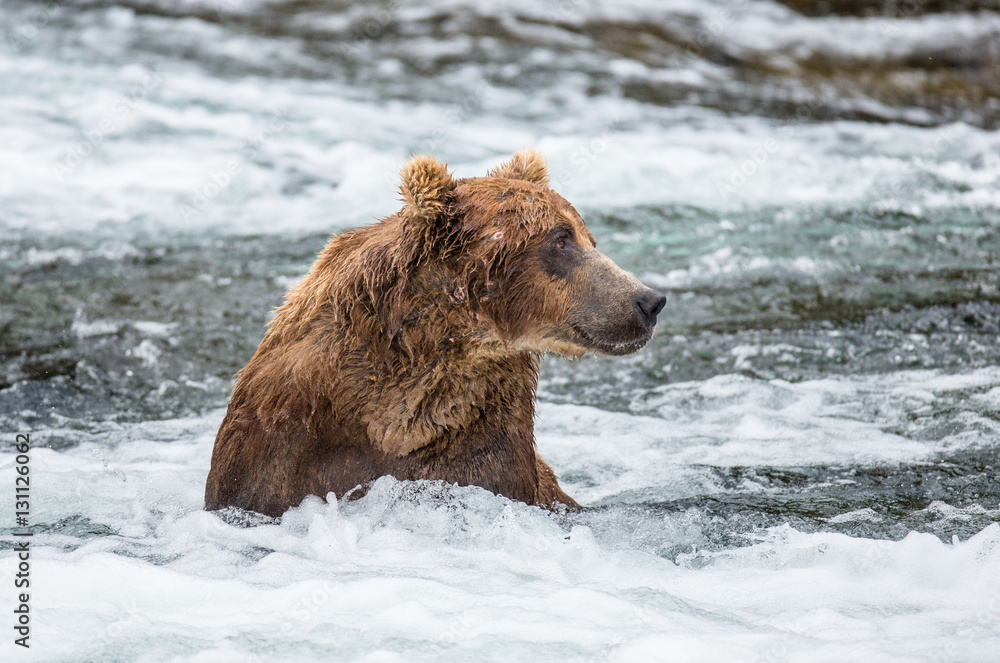 Brown bear sitting in the river. USA. Alaska. Katmai National Park. An excellent illustration. Brown bear sitting in the river. USA. Alaska. Katmai National Park. An excellent illustration.