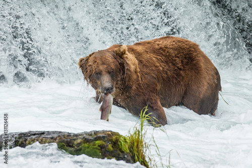 Wallpaper Mural Brown bear catches a salmon in the river. USA. Alaska. Katmai National Park. An excellent illustration. Torontodigital.ca
