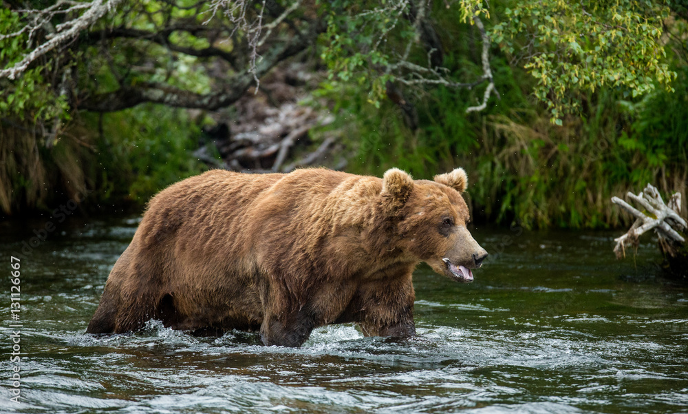 Brown bear standing in the river. USA. Alaska. Katmai National Park. An excellent illustration. Brown bear standing in the river. USA. Alaska. Katmai National Park. An excellent illustration.