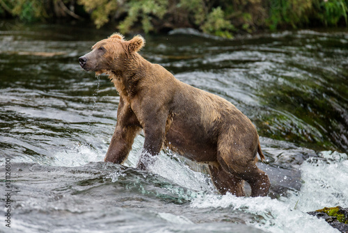 Wallpaper Mural Brown bear standing in the river. USA. Alaska. Katmai National Park. An excellent illustration. Torontodigital.ca
