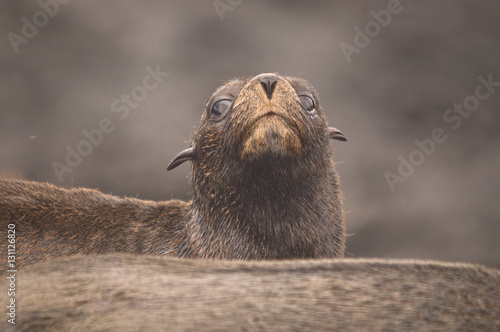 Galapagos Fur Seal photo