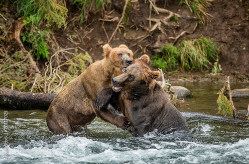Two brown bears playing with each other in the water. USA. Alaska. Katmai National Park. An excellent illustration. © gudkovandrey