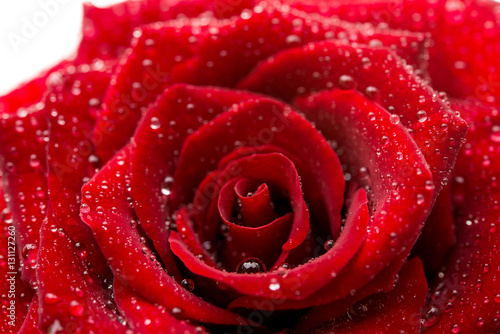 Fototapeta Naklejka Na Ścianę i Meble -   dark red rose with droplets isolated