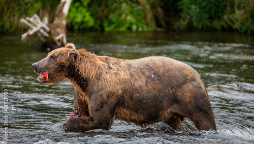 Brown bear eating salmon in the river. USA. Alaska. Katmai National Park. An excellent illustration. © gudkovandrey