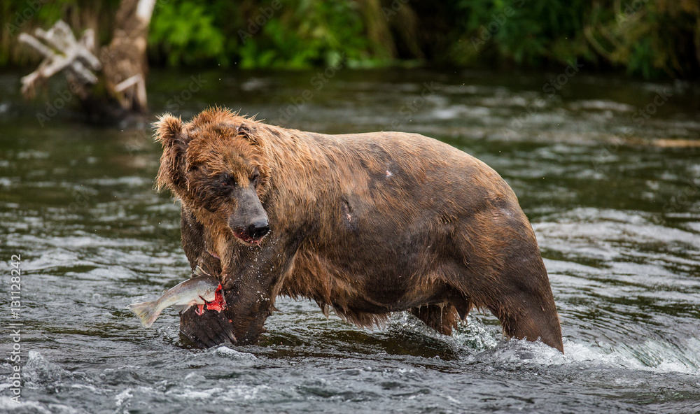 Brown bear eating salmon in the river. USA. Alaska. Katmai National Park. An excellent illustration. Brown bear eating salmon in the river. USA. Alaska. Katmai National Park. An excellent illustration.