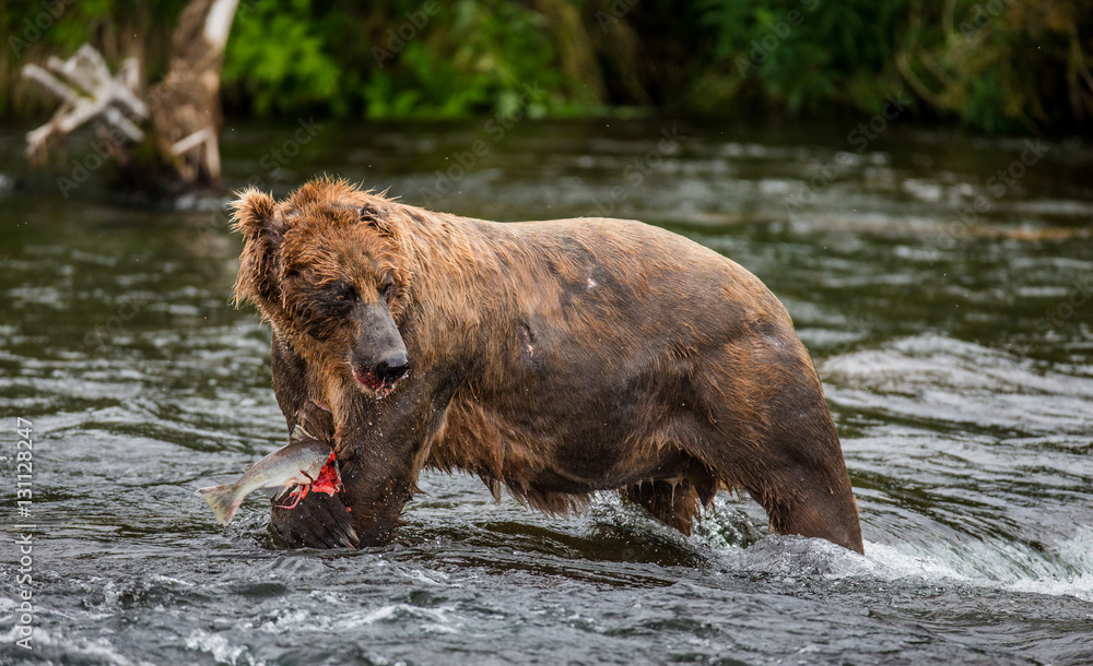 Brown bear eating salmon in the river. USA. Alaska. Katmai National Park. An excellent illustration. Brown bear eating salmon in the river. USA. Alaska. Katmai National Park. An excellent illustration.