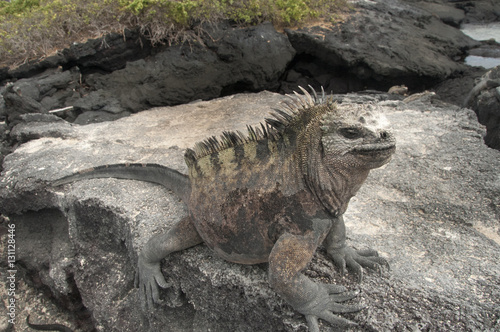 Marine Iguana on Rocks