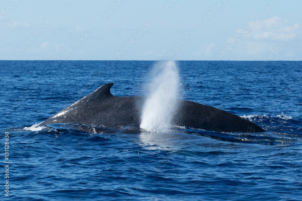 Fototapeta premium Humpback Whale in Maui