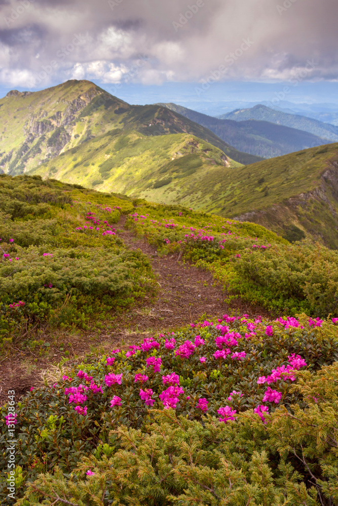 Amazing colorful spring view of mountains with pink rhododendron Amazing colorful spring view of mountains with pink rhododendron