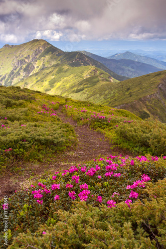 Amazing colorful spring view of mountains with pink rhododendron