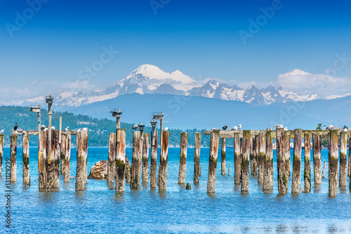Old pilings at Anacortes ferry terminal give nesting boxes a great view of Mount Baker photo