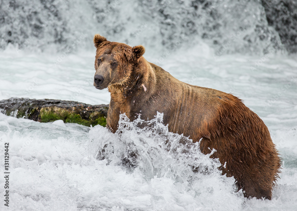 Brown bear standing in the river. USA. Alaska. Katmai National Park. An excellent illustration. Brown bear standing in the river. USA. Alaska. Katmai National Park. An excellent illustration.