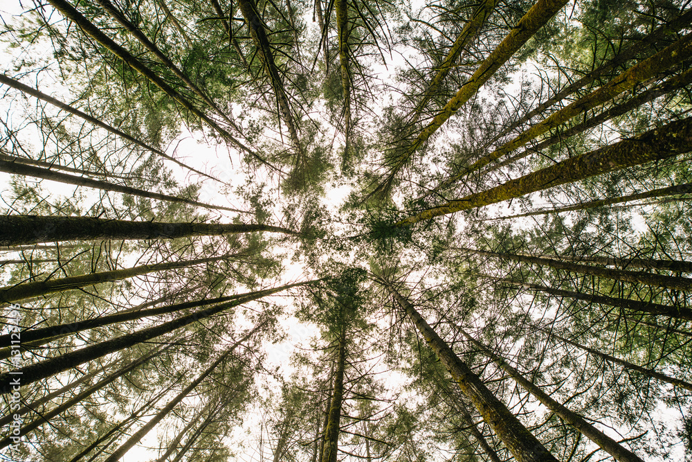 Obraz premium Korona drzewa