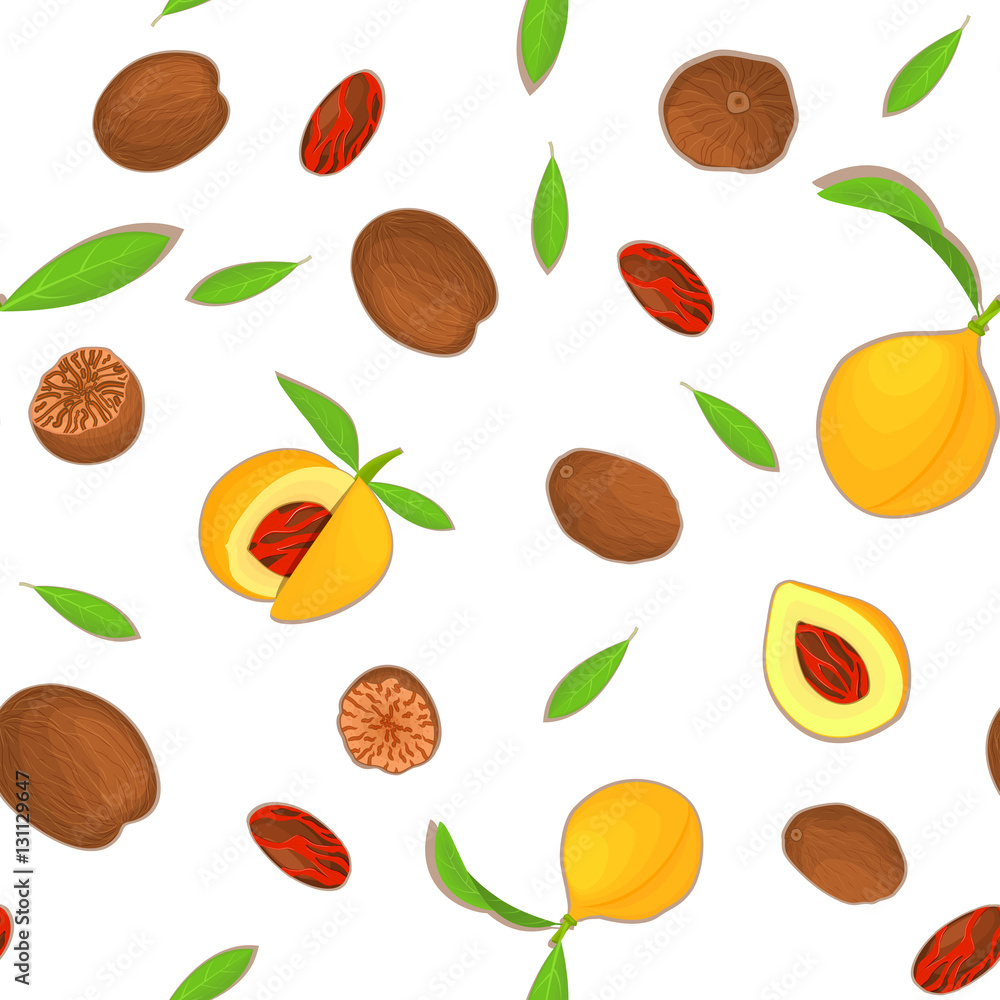 Vector seamless pattern Nutmeg spice fruit. White background with Nutmeg nuts fruit in the shell, whole, shelled, leaves appetizing looking for design of healthy food, printing on fabric, textile
