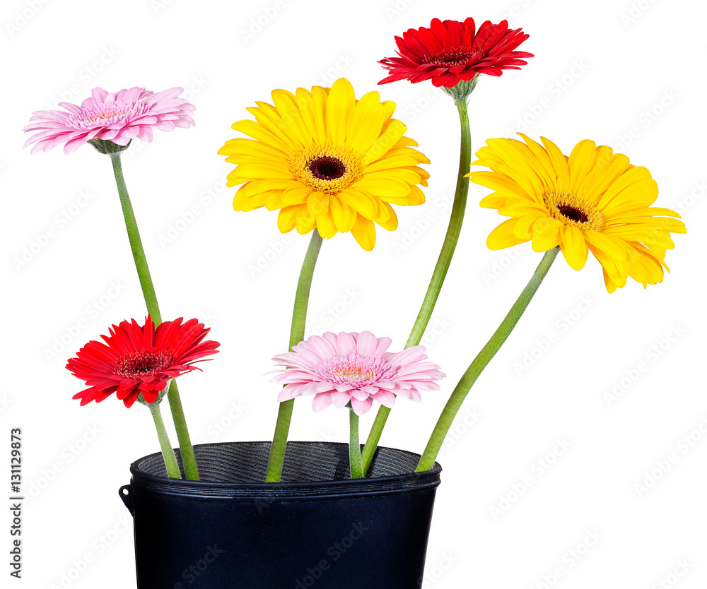 An old Wellington boot with colorful Gerbera daisies An old Wellington boot with colorful Gerbera daisies