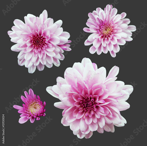 Set of pink chrysanthemums.