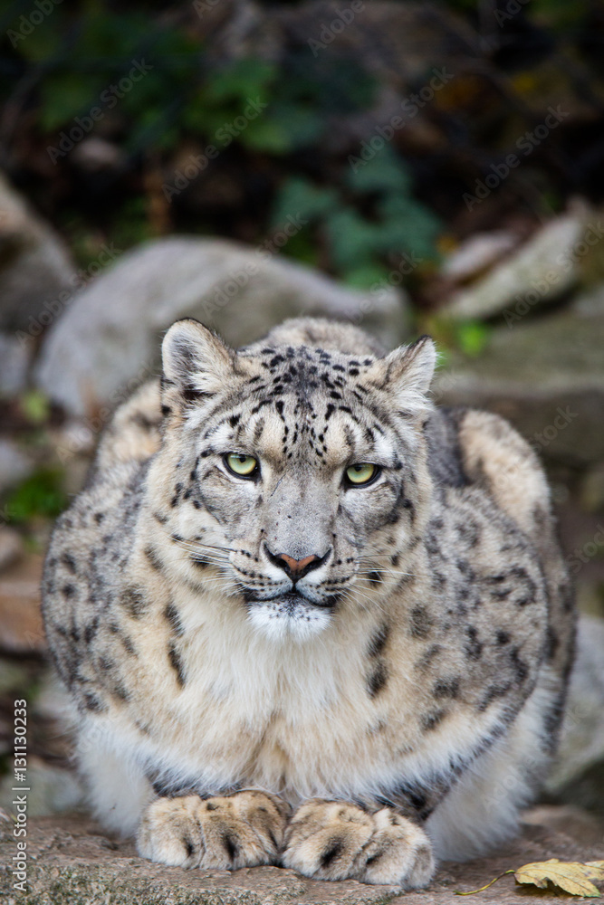 Fototapeta premium Sitting snow leopard