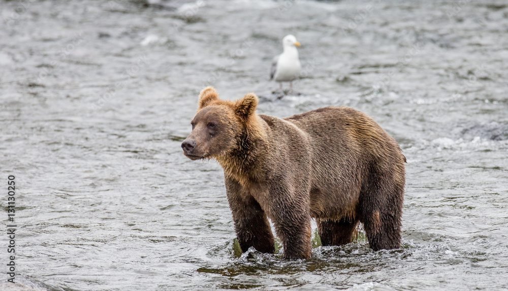 Brown bear standing in the river. USA. Alaska. Katmai National Park. An excellent illustration. Brown bear standing in the river. USA. Alaska. Katmai National Park. An excellent illustration.