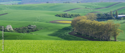 Green Agricultural Fields