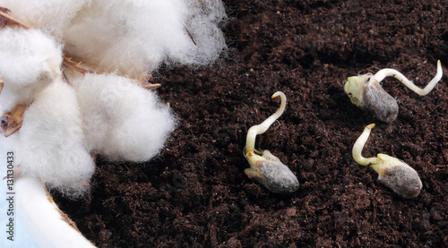 семена хлопка проросли и лежат на земле их собираются сажать