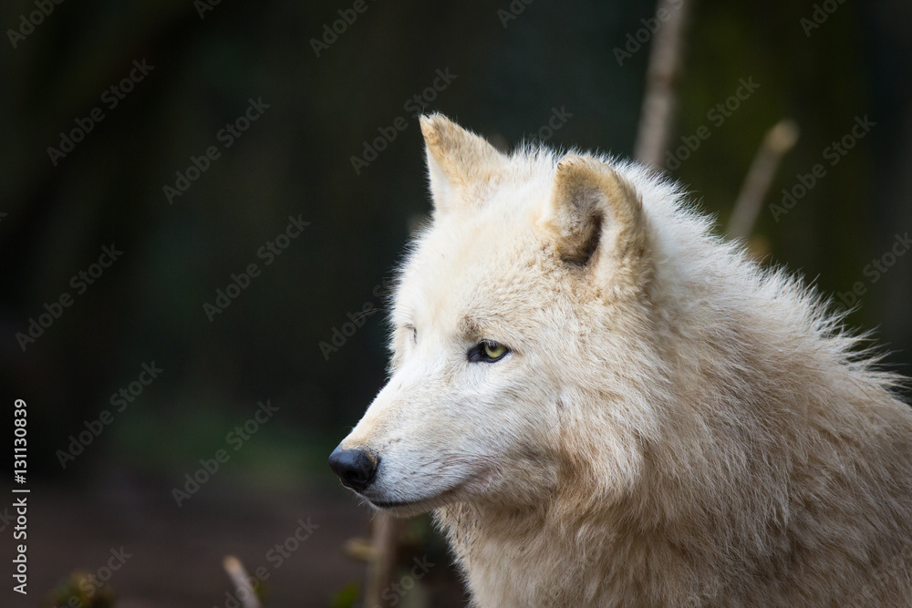 Wolf head Wolf head
