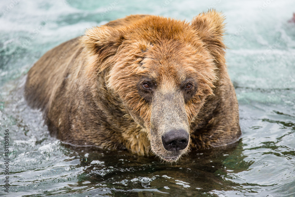 Brown bear sitting in the river. USA. Alaska. Katmai National Park. An excellent illustration. Brown bear sitting in the river. USA. Alaska. Katmai National Park. An excellent illustration.