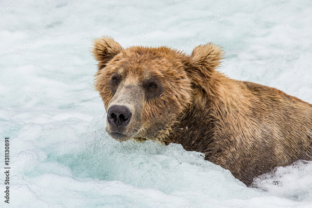Brown bear sitting in the river. USA. Alaska. Katmai National Park. An excellent illustration. Brown bear sitting in the river. USA. Alaska. Katmai National Park. An excellent illustration.