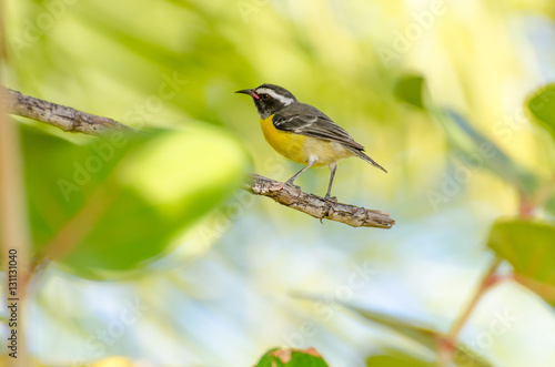 Close-up of a Bananaquit Bird on a branch photo