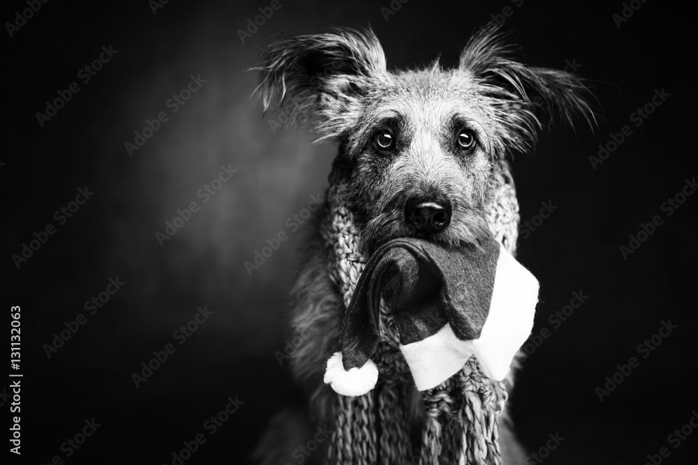 funny shaggy dog in the heat and in the jaws Shafei holds a hat of