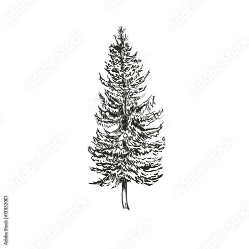 Spruce Fir sketch vector illustration. Picea abies isolated on w