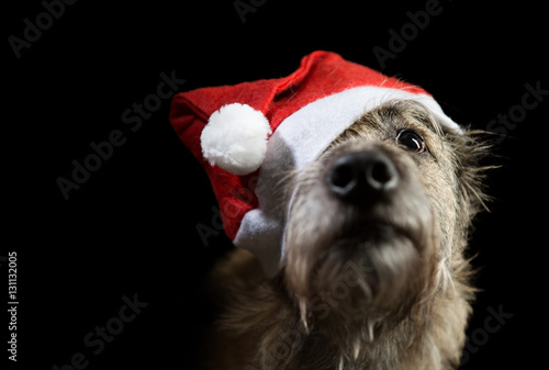 Fototapeta Naklejka Na Ścianę i Meble -  Shaggy funny beautiful dog in a red Christmas hat Santa's