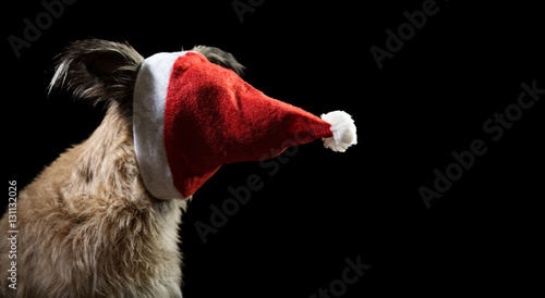 Shaggy funny beautiful dog in a red Christmas hat Santa's