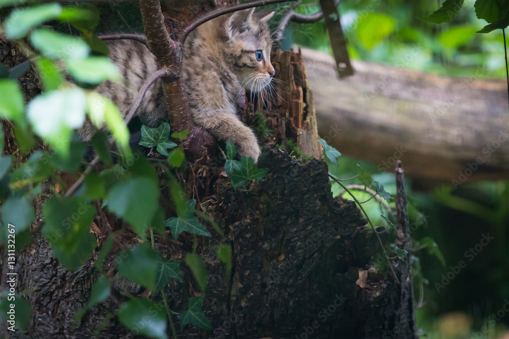 Young wildcat