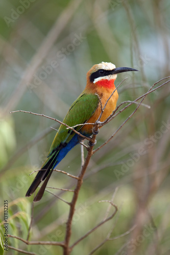 The white-fronted bee-eater (Merops bullockoides) sitting on the branch