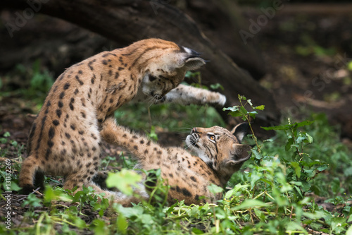playing lynx cubs © Cloudtail