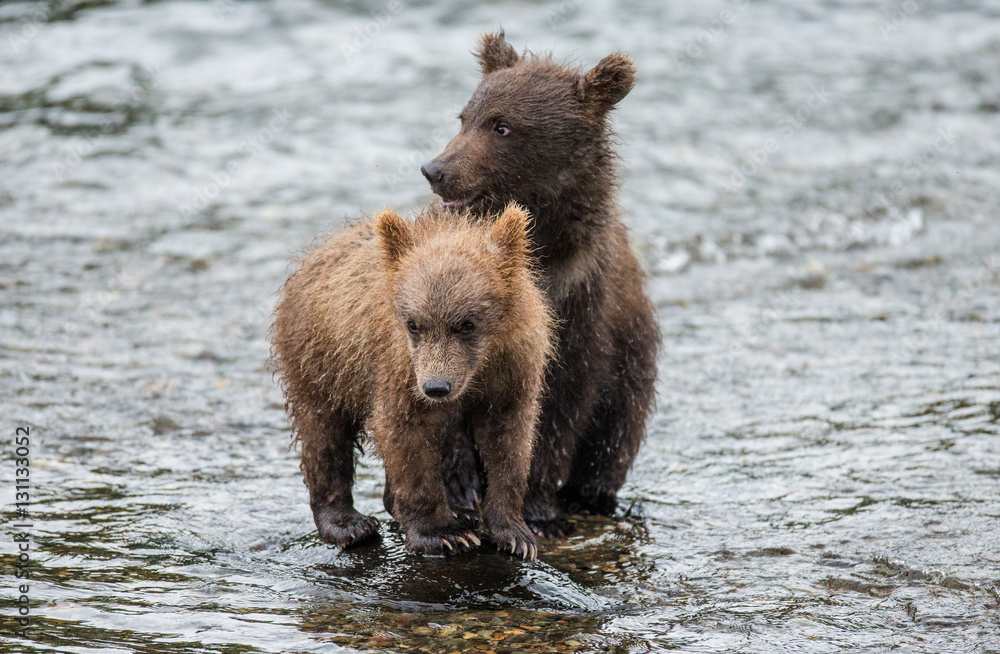 Two brown bear cub in a river next to each other. USA. Alaska. Katmai National Park. An excellent illustration.