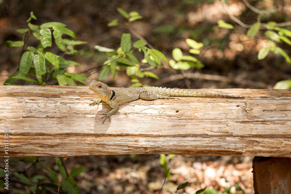 Madagascan collared iguana, Oplurus Cuvier, is abundant in the reserve Tsingy Ankarana, Madagascar Madagascan collared iguana, Oplurus Cuvier, is abundant in the reserve Tsingy Ankarana, Madagascar