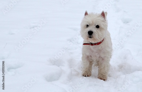 West Highland White Terrier on the snow, winter.