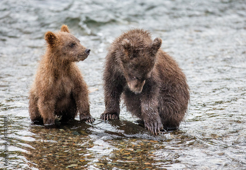 Two brown bears cub in the river. USA. Alaska. Katmai National Park. An excellent illustration. © gudkovandrey