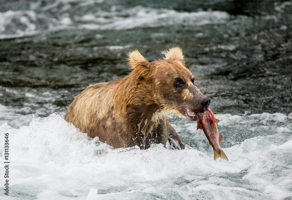 Brown bear with a salmon in his mouth. USA. Alaska. Katmai National Park. An excellent illustration. Brown bear with a salmon in his mouth. USA. Alaska. Katmai National Park. An excellent illustration.