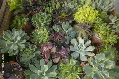 succulent plants