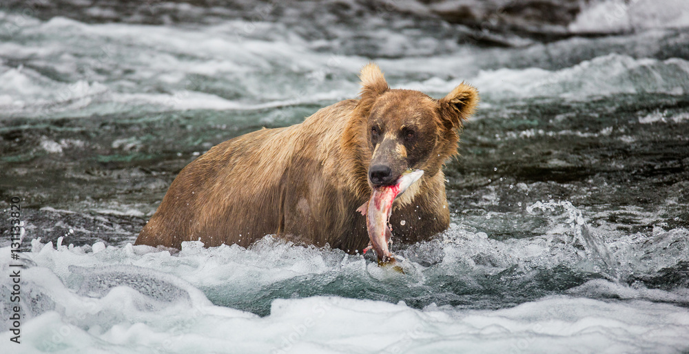 Brown bear with a salmon in his mouth. USA. Alaska. Katmai National Park. An excellent illustration. Brown bear with a salmon in his mouth. USA. Alaska. Katmai National Park. An excellent illustration.