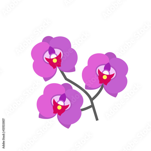 Singapore orchid vector